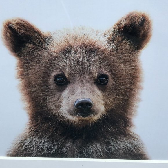 Rustic Wood Frame Bear Cub Portrait Wall Art Nursery Day Care Decor 17”x 14” - Picture 9 of 15